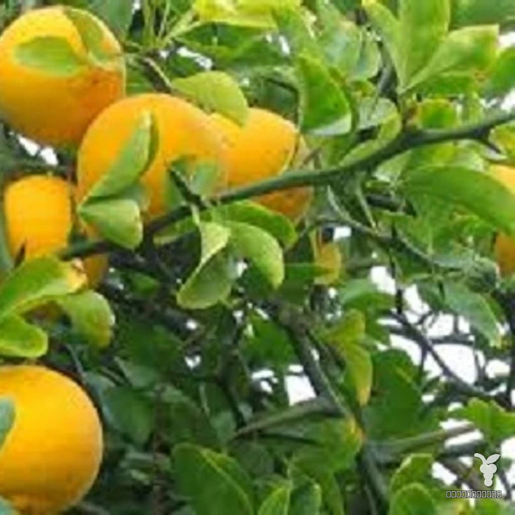 Sibirski limun (trolisna narandža)