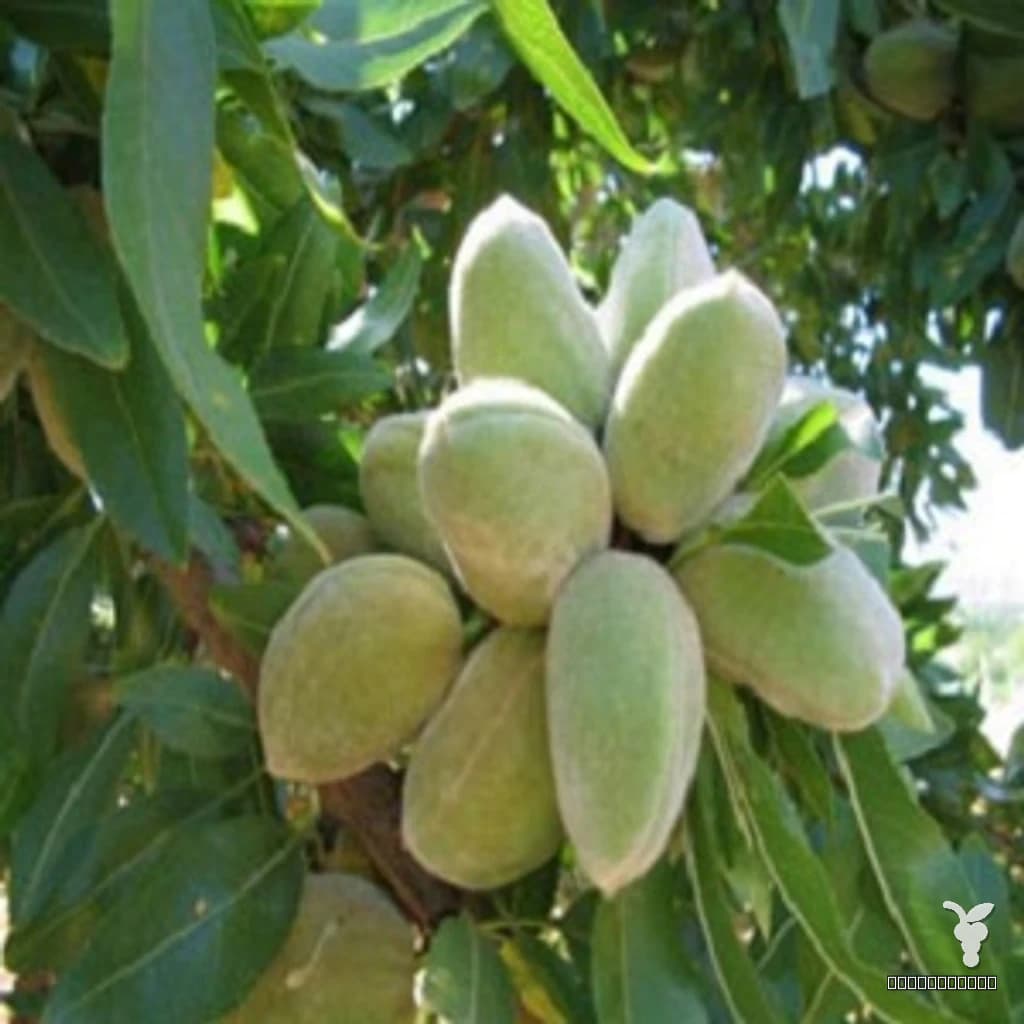 Badem Texas