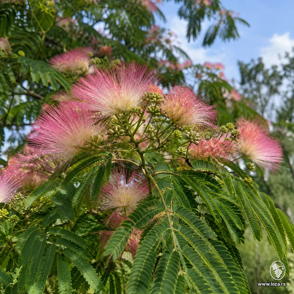 Albicija (kineska mimoza)