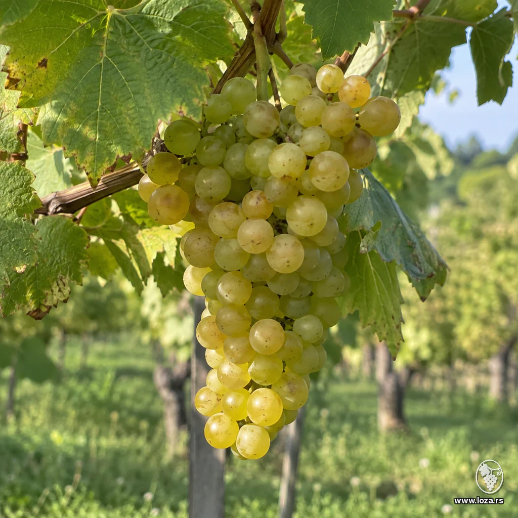 Lozni kalem Chardonnay